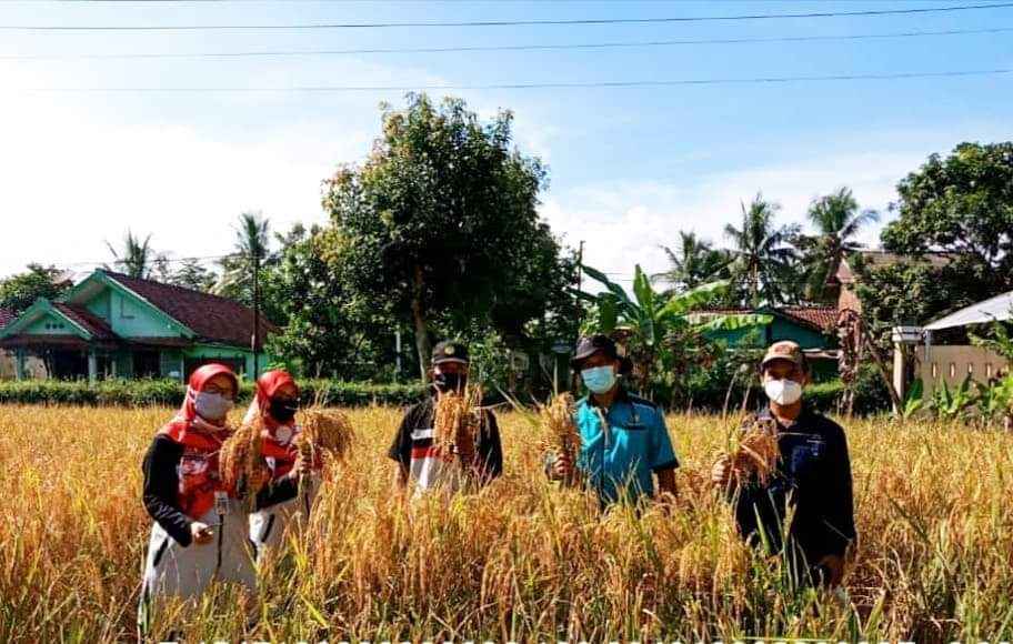 Produksi Benih Inpago Unsoed Protani