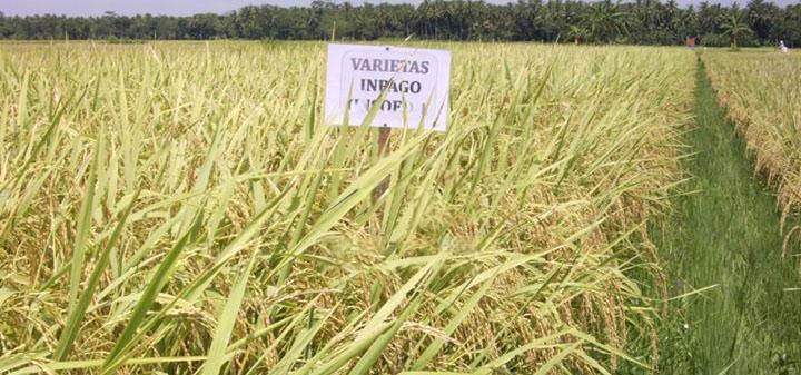 Varietas npago Unsoed 1, malai panjang dan bernas