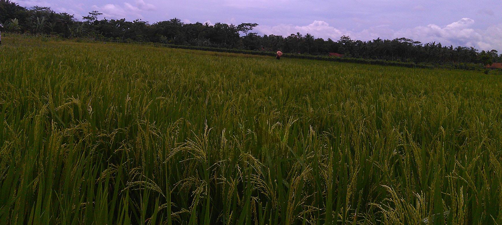 Benih berkualitas pertumbuhan segaram dan merata